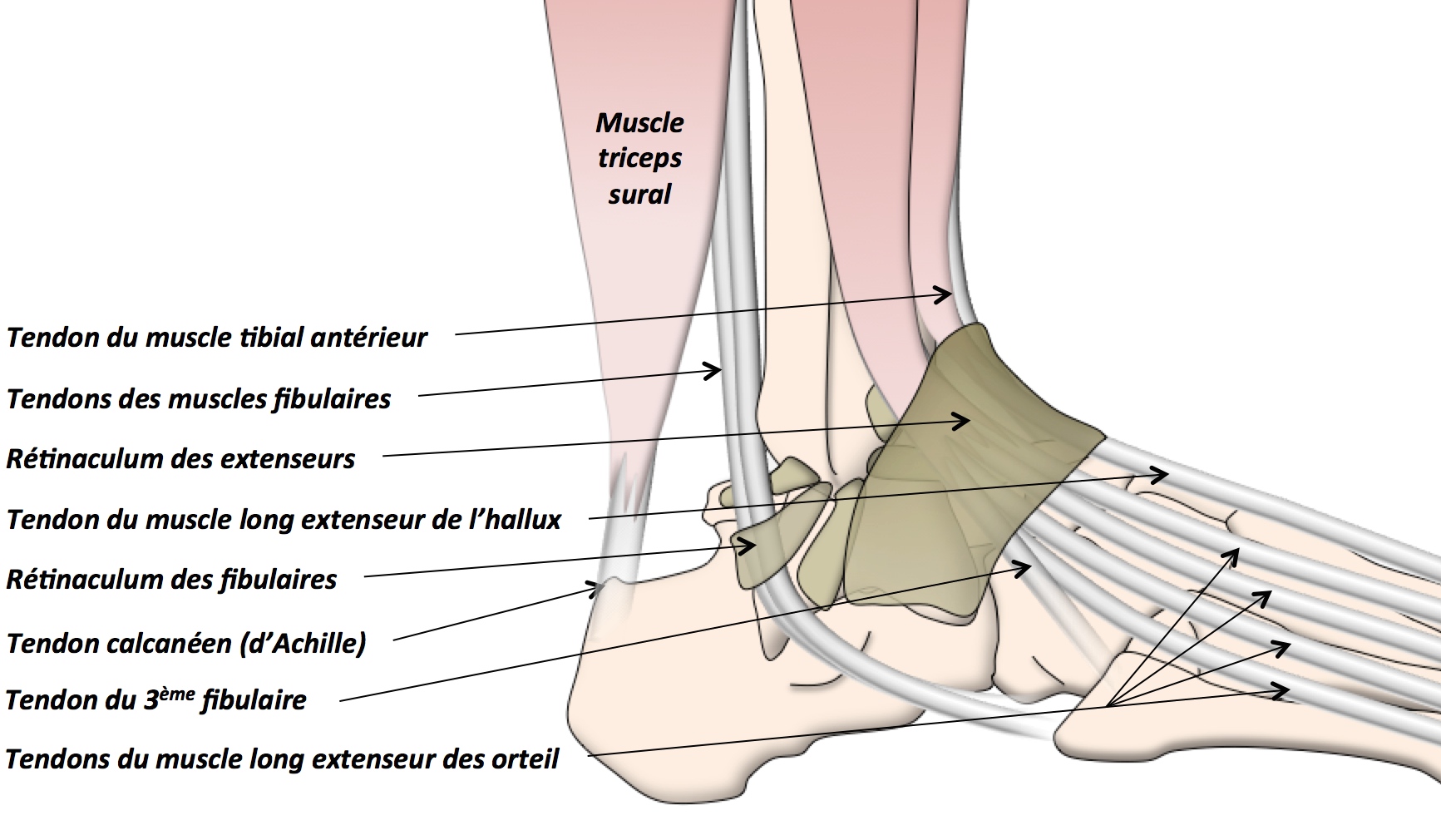 Anatomie Ligament Cheville Anatomie Pied Cheville OVVAXC